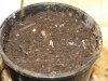 mk2-seed-germ-day-1.jpg