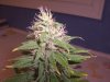 07-18 Grow 002.jpg