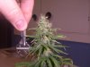 07-18 Grow 003.jpg