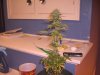 07-18 Grow 004.jpg