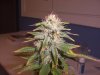 07-18 Grow 005.jpg