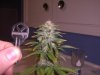 07-18 Grow 006.jpg