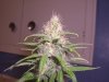 07-18 Grow 013.jpg