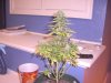 07-18 Grow 017.jpg