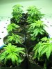 skunk hybrids end week two and three 017.JPG