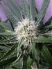 Flav Pheno 5 b.JPG