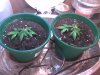 clones day 10.jpg