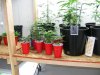 2010_0729vegroom0011.jpg