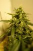 Bud 1 Flowering Day 54.jpg