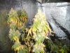 week 7 flowering 014.jpg