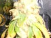 week 7 flowering 015.jpg