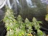 week 7 flowering 018.jpg