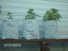 7-31-10 clones 004.jpg