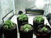 Group after watering and misting..jpg