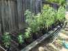 garden 2010 001.jpg