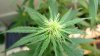whitewidow8510.jpg