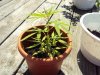 DSC00548.jpg