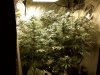 tent grow 1.jpg