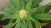 whitewidow8102.jpg
