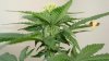 whitewidow8103.jpg