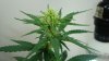 whitewidow8105.jpg