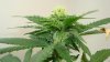 whitewidow81006.jpg