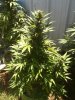 aug08 002.jpg