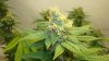 white widow 014.jpg