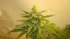 white widow 018.jpg