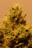 Flowering Day 59 - Bud2.jpg