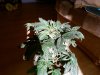 SP_A0154.jpg