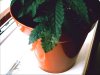 plants 008.jpg