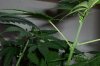 PlantC.jpg