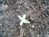 IMG00639-20100817-1511.jpg