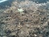IMG00634-20100817-1506.jpg