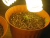 Day 5 - Plant 2.jpg