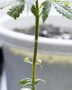 20100819-plant_1upclose.jpg