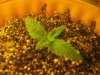 Day 7 - Plant 1.jpg