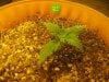 Day 8 - Plant 1.jpg