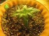 Day 10 - Plant 1.jpg