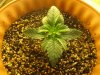 Day 10 - Plant 2.jpg