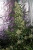 1st grow week 9 006.jpg