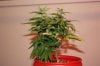 Day 5 of flowering 006.jpg