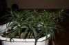 Day 5 of flowering 015.jpg