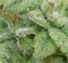 macro bud shot 9 zoom.jpg