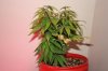 Day 8 of flowering 002.jpg