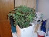 1 week 12-12-grow 015.jpg