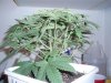 1 week 12-12-grow 005.jpg