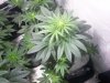 Cataract Kush1-week6-flowering2.jpg