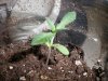 plant 2 - 2.5 weeks.jpg